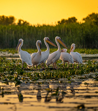 Rumanía: el encanto de los Cárpatos y el Delta del Danubio